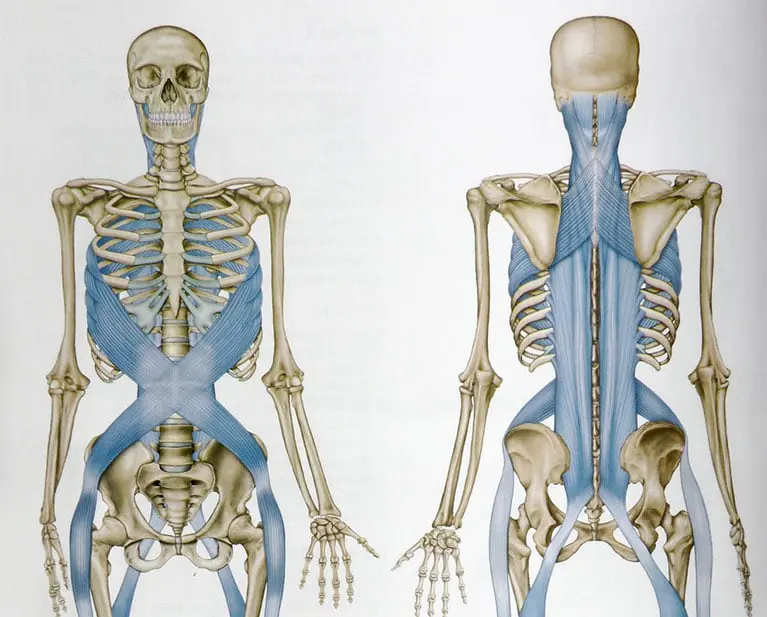 Fascia introduction: How to train your inner spiderweb
